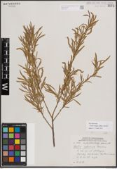 Foto von Salix exigua subsp. interior (Rowlee) Cronquist